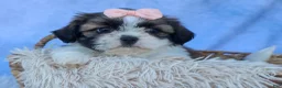 Shih Tzu dogs for sale: SALLY - Ad 12