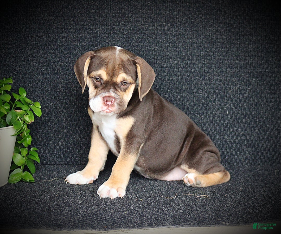 Beabull dogs Tootsie - Ad 1