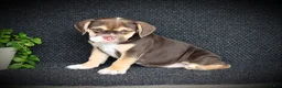 Beabull dogs for sale: Tootsie - Ad 1