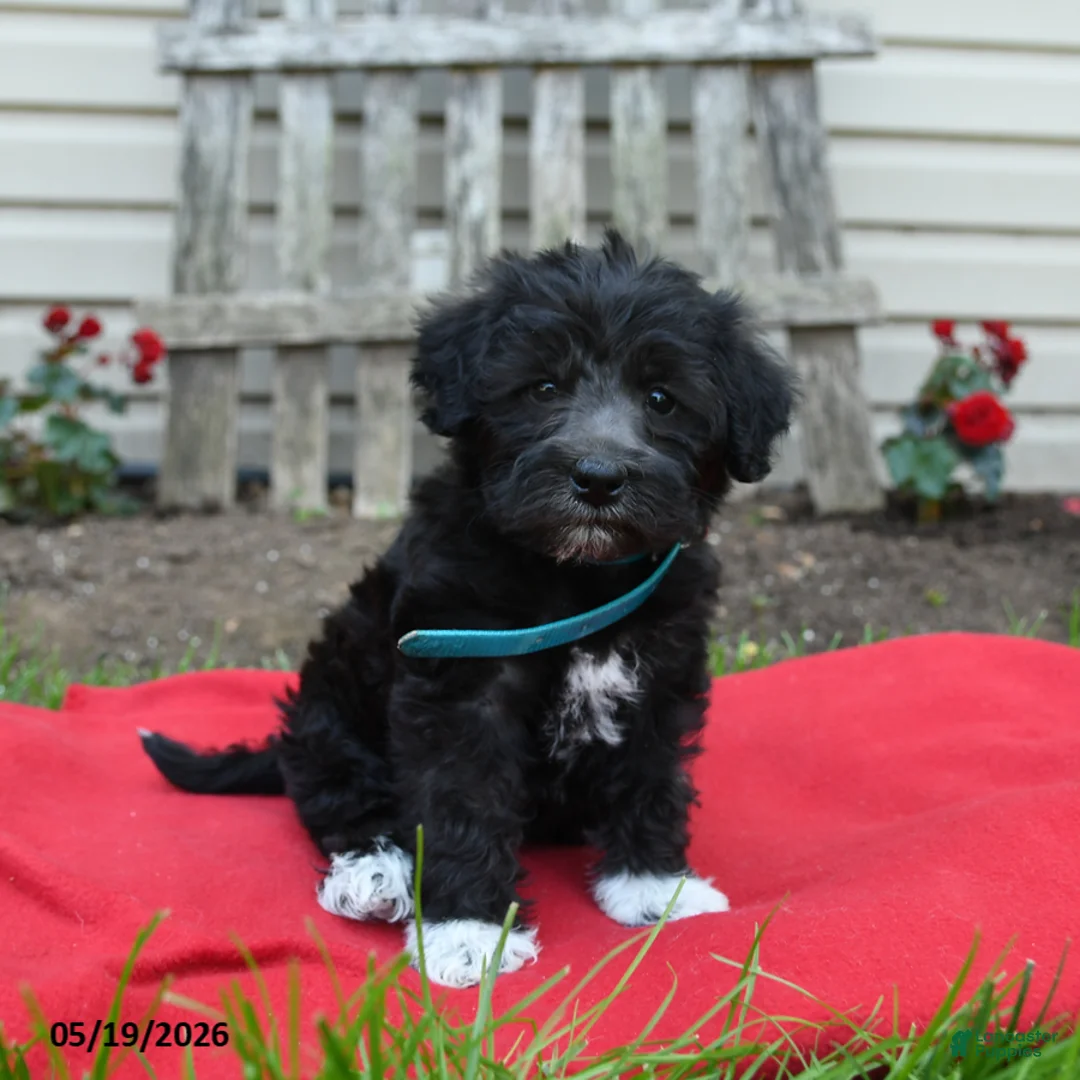 Schnoodle dogs for sale: Bella   - Ad 2