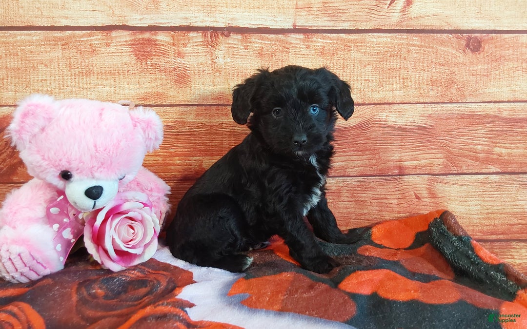 Aussiedoodle dogs for sale: Aussiedoodle Puppy 4 - Ad 6