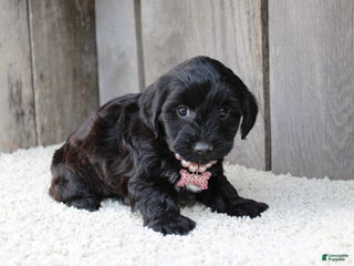 Yorkiepoo dogs - Ad 2