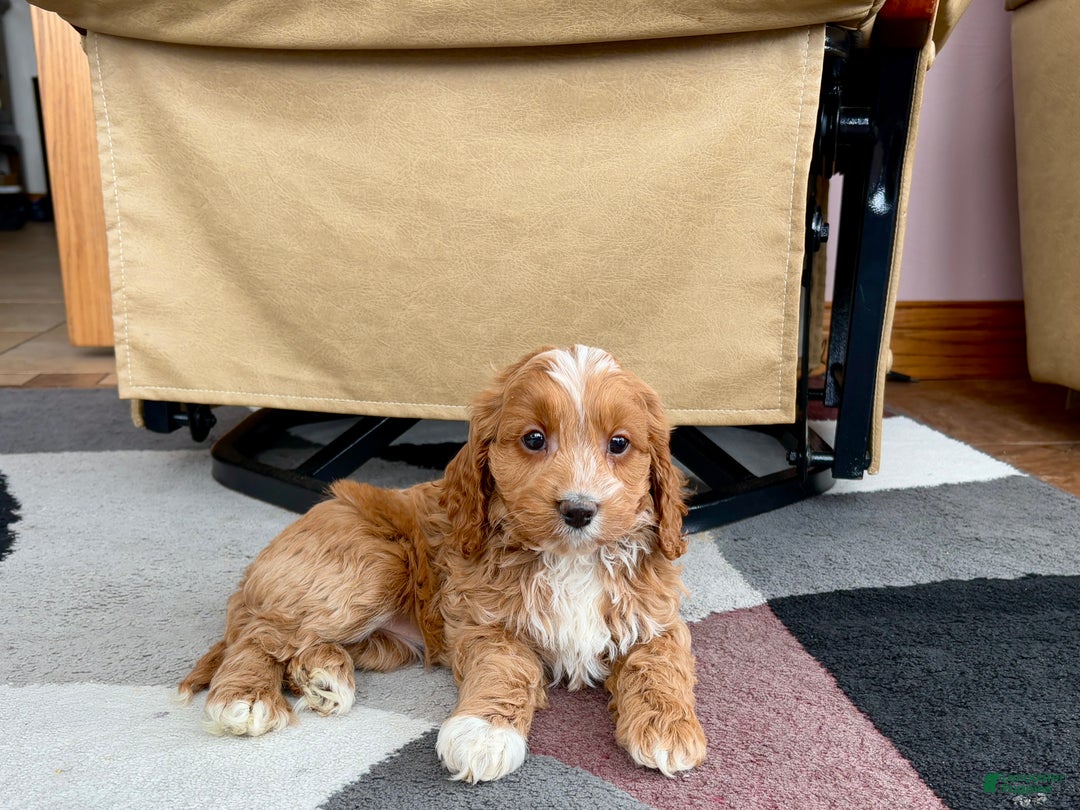 Cockapoo dogs for sale: Cockapoo female 3 - Ad 9