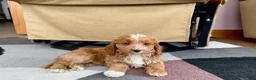 Cockapoo dogs for sale: Cockapoo female 3 - Ad 9