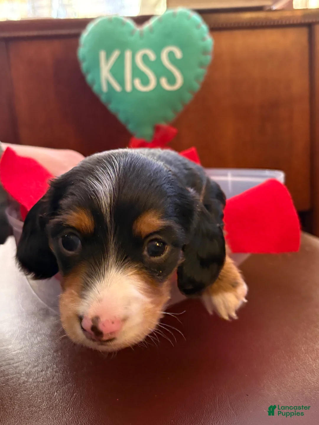 Miniature Dachshund dogs for sale: Waylon - Ad 1