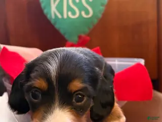 Miniature Dachshund dogs Waylon - Ad 1