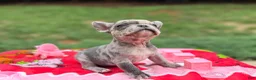 French Bulldog dogs for sale: French Bulldog 2 - Ad 3