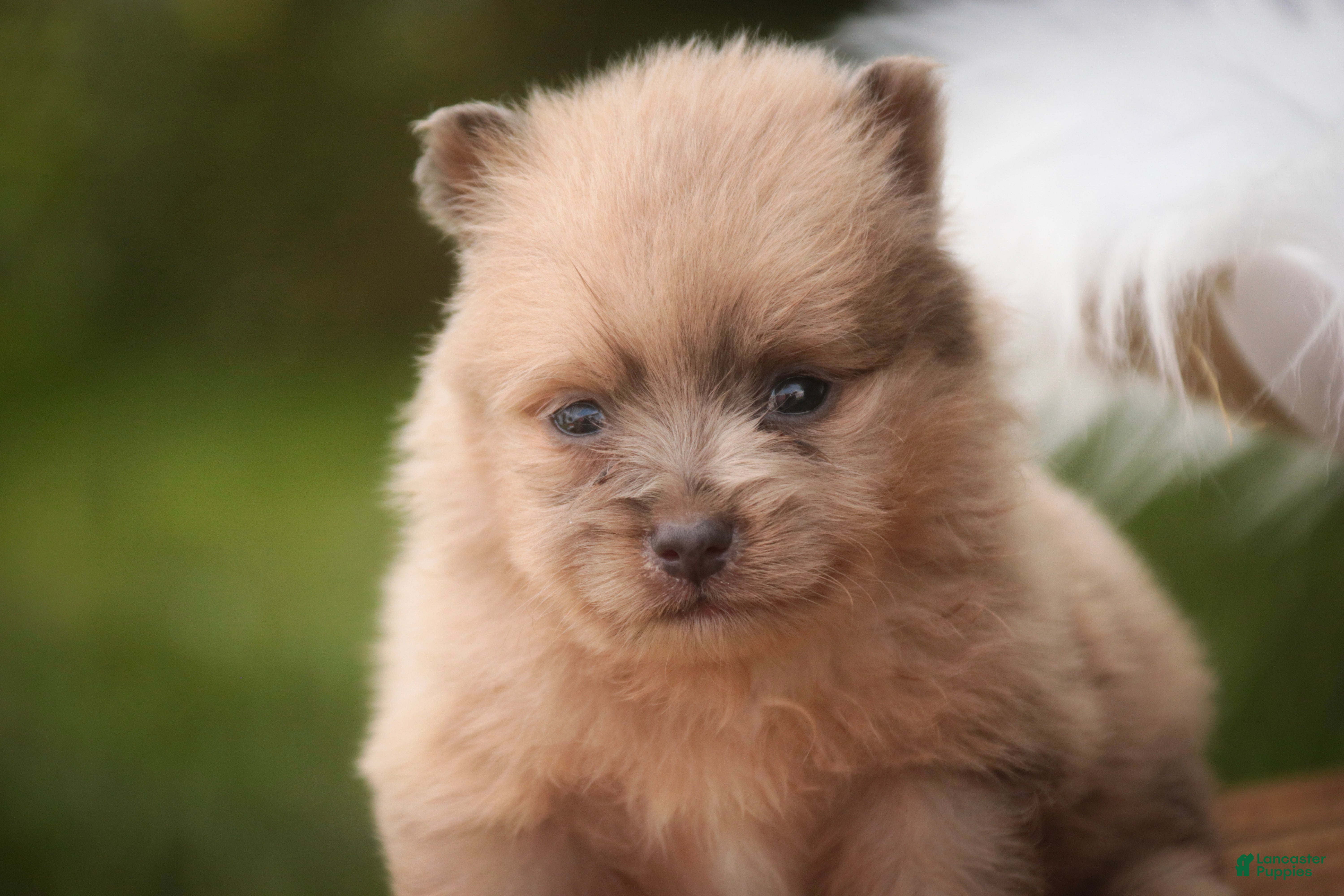 Pomeranian dogs Berlioz Pomeranian  - Ad 2