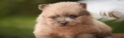 Pomeranian dogs for sale: Berlioz Pomeranian  - Ad 2