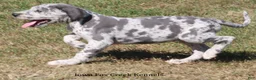 Great Dane dogs for sale: Shakira - Ad 5