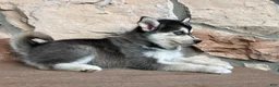 Pomsky dogs for sale: Skye - Ad 3