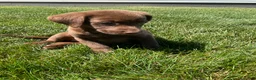 Labrador Retriever dogs for sale: Cassidy - Ad 3