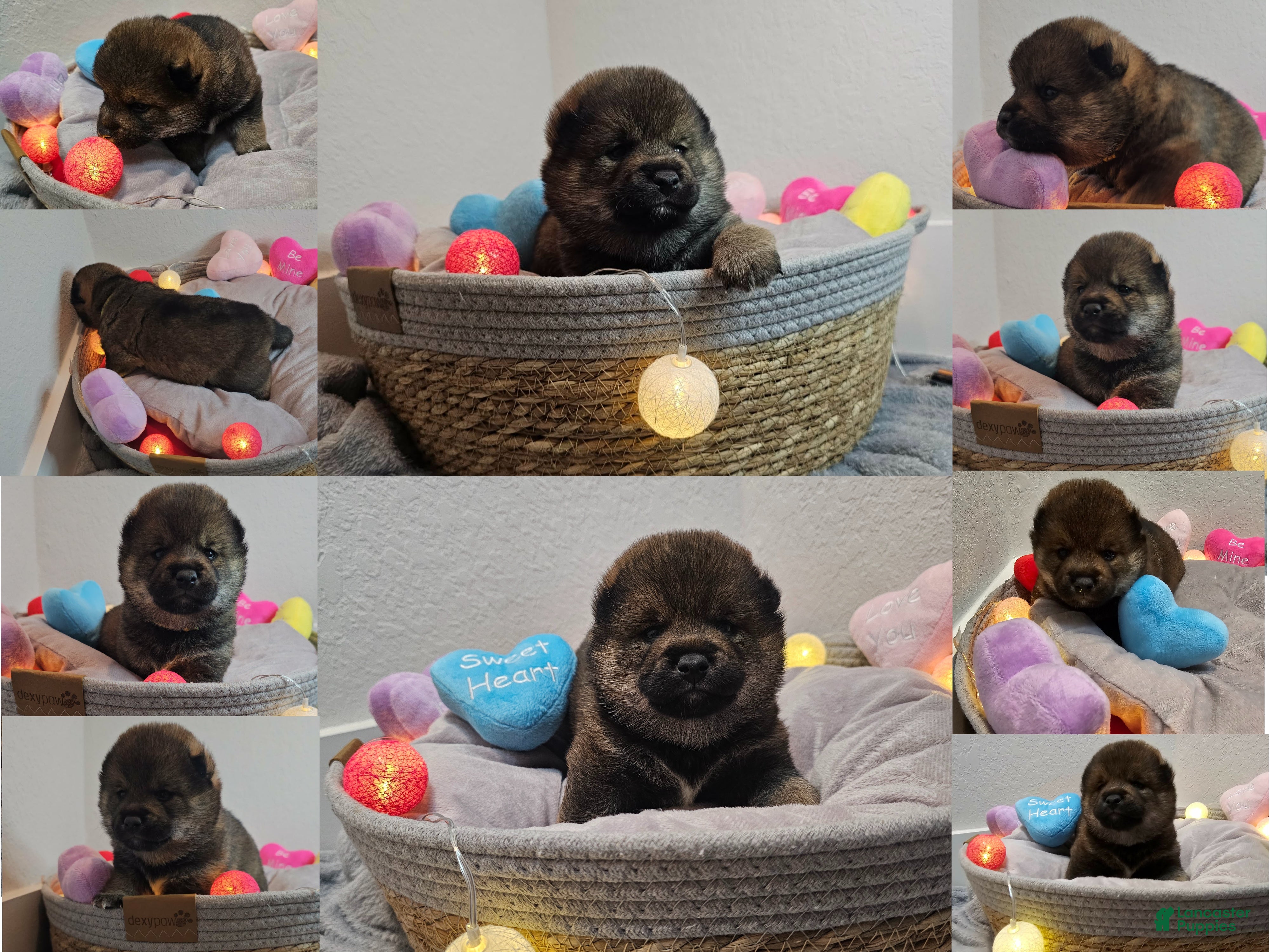 Shiba Inu dogs Mori - Ad 2