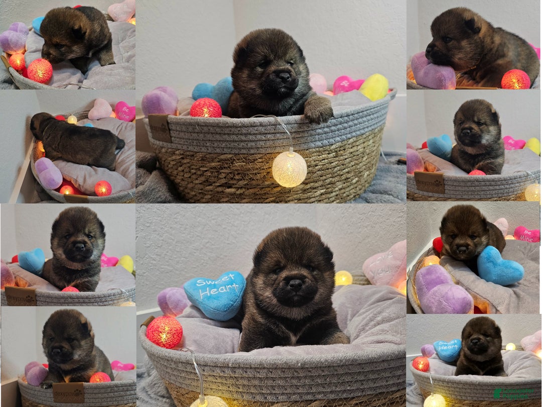 Shiba Inu dogs for sale: Mori - Ad 1