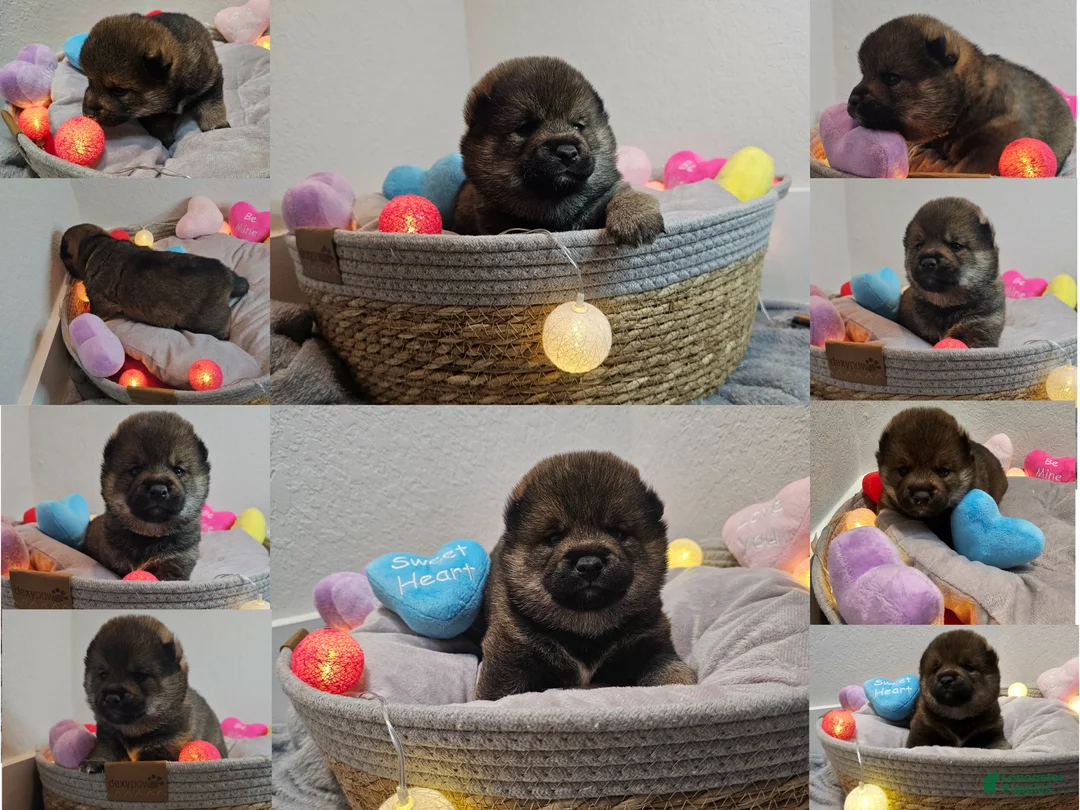 Shiba Inu dogs for sale: Mori - Ad 1