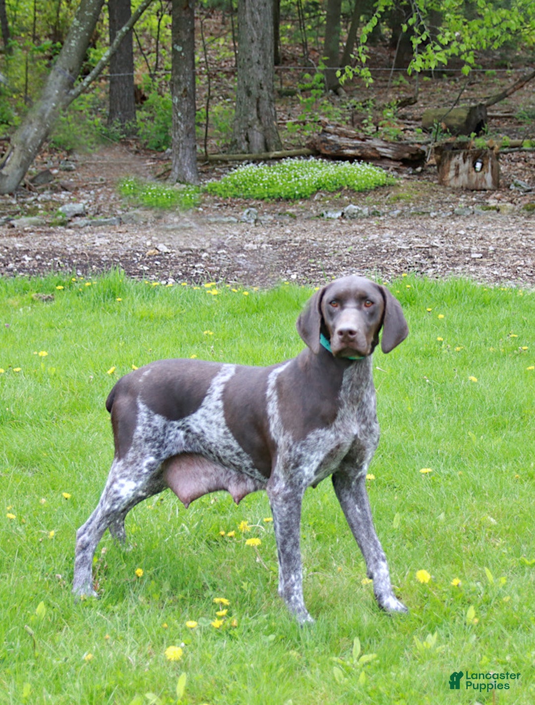 German Shorthaired Pointer dogs for sale: Cuddles - Ad 6