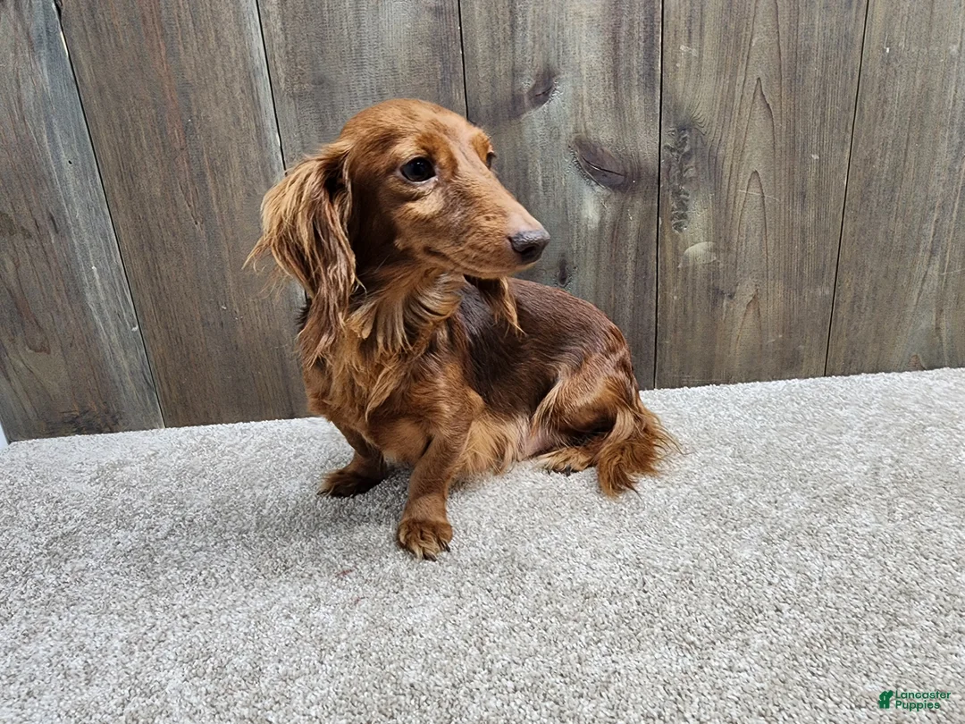 Miniature Dachshund dogs for sale: Gus - Ad 11