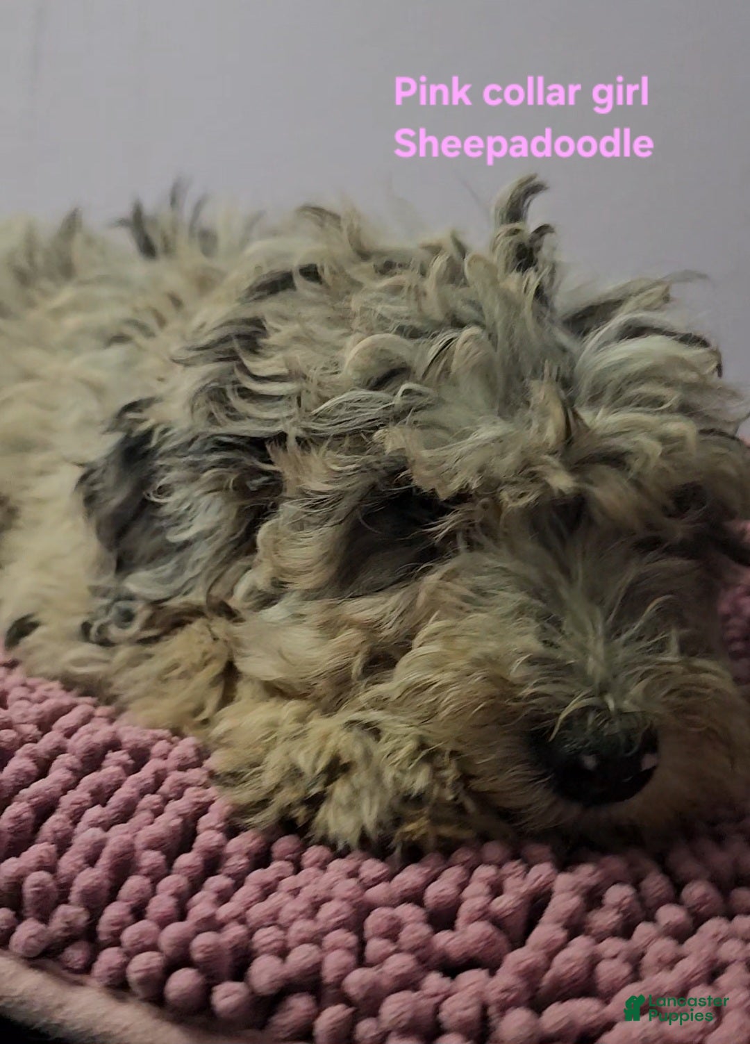 Sheepadoodle dogs Pink collar girl Sheepadoodle  - Ad 22