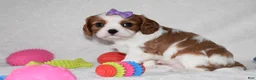 Cavalier King Charles Spaniel dogs for sale: Quilla  - Ad 3