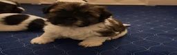 Shih Tzu dogs for sale: Shih Tzu 3 - Ad 14