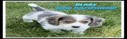 Miniature Dachshund dogs for sale: Blake - Ad 1