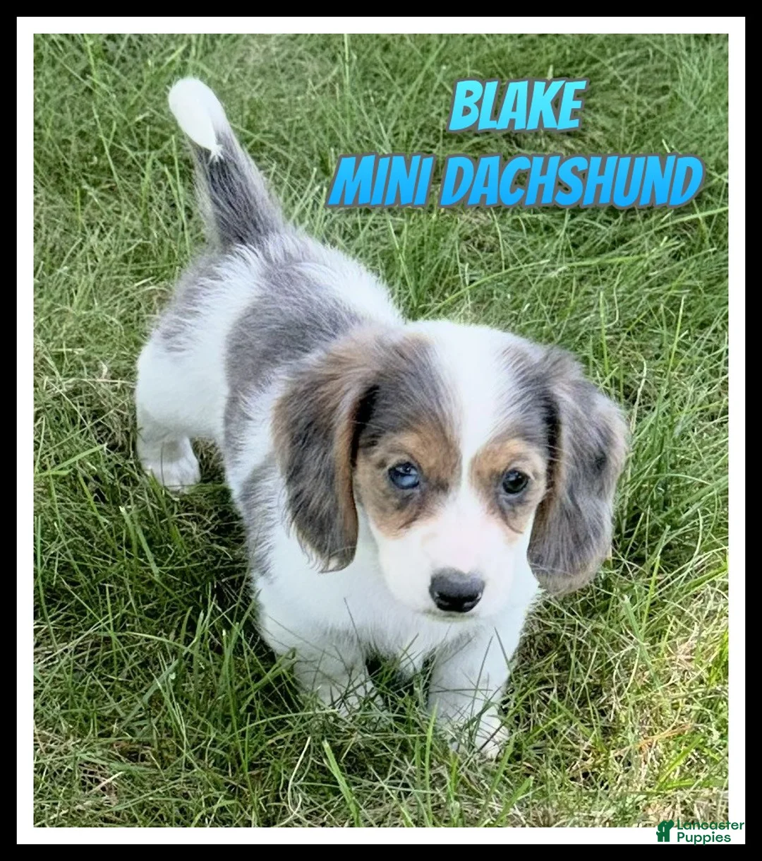 Miniature Dachshund dogs for sale: Blake - Ad 1