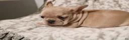 French Bulldog dogs for sale: Lacey - Ad 16