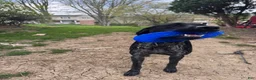 German Shorthaired Pointer dogs for sale: Muzzy aka Bear - Ad 8