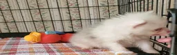 Pomeranian dogs for sale: Gidget - Ad 2