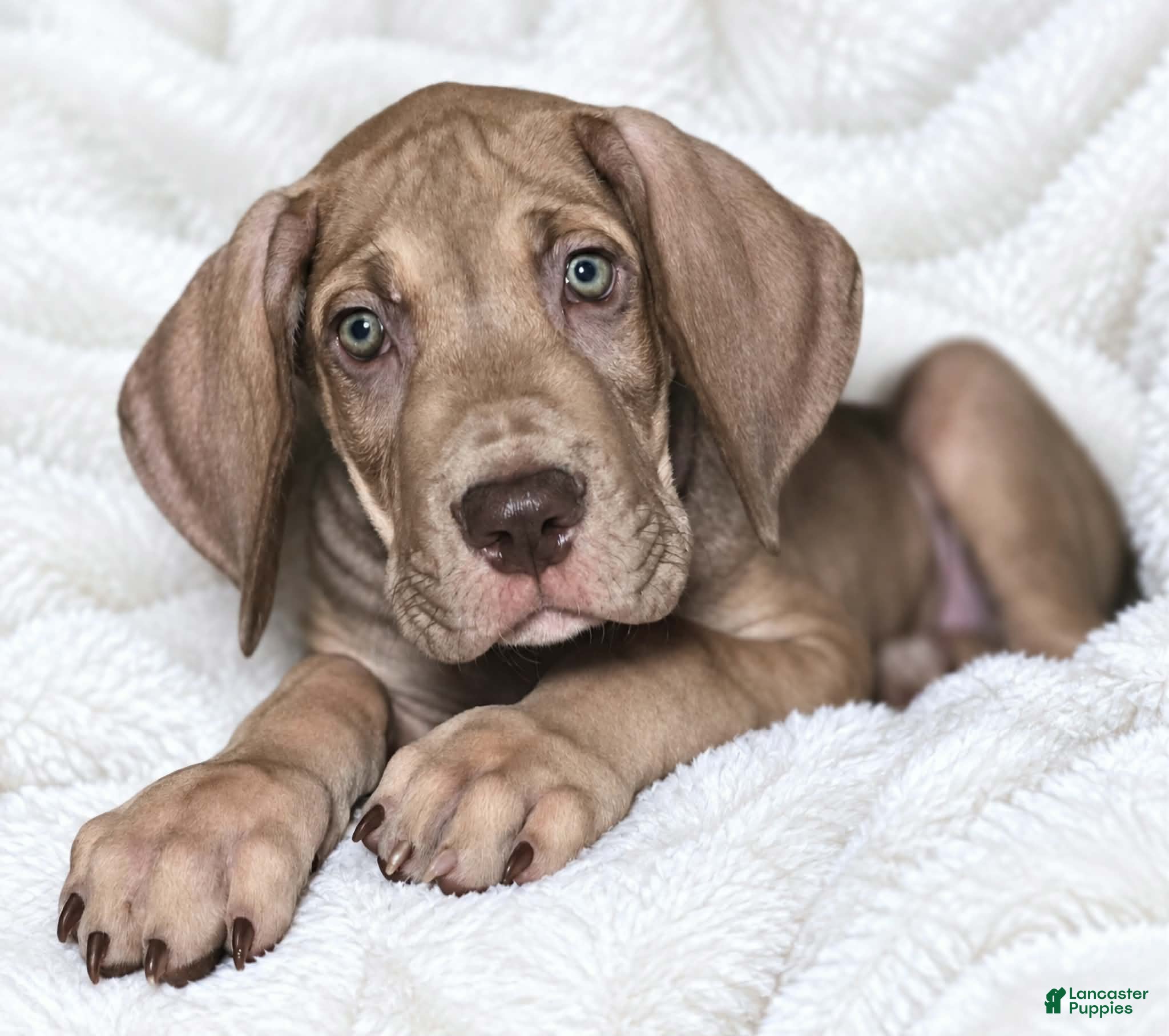Great Dane dogs Takara  - Ad 39