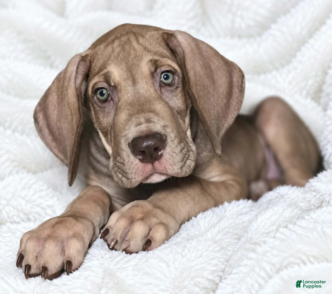 Great Dane dogs for sale: Takara  - Ad 1