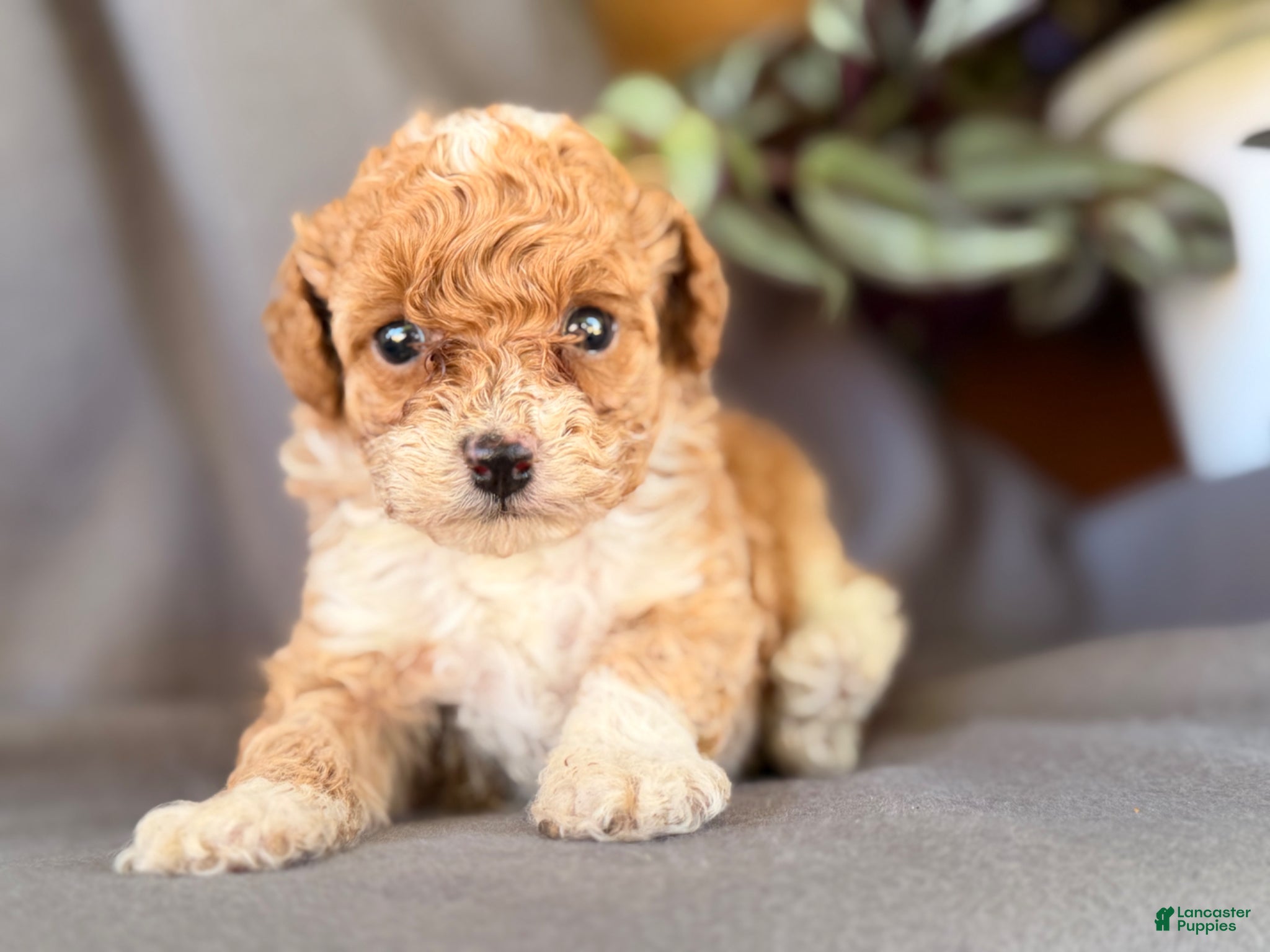 Toy Poodle dogs for sale: Kandy  - Ad 6