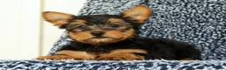 Yorkshire Terrier dogs for sale: Zeke - Ad 7