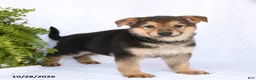 German Shepherd dogs for sale: Ruby - Ad 4