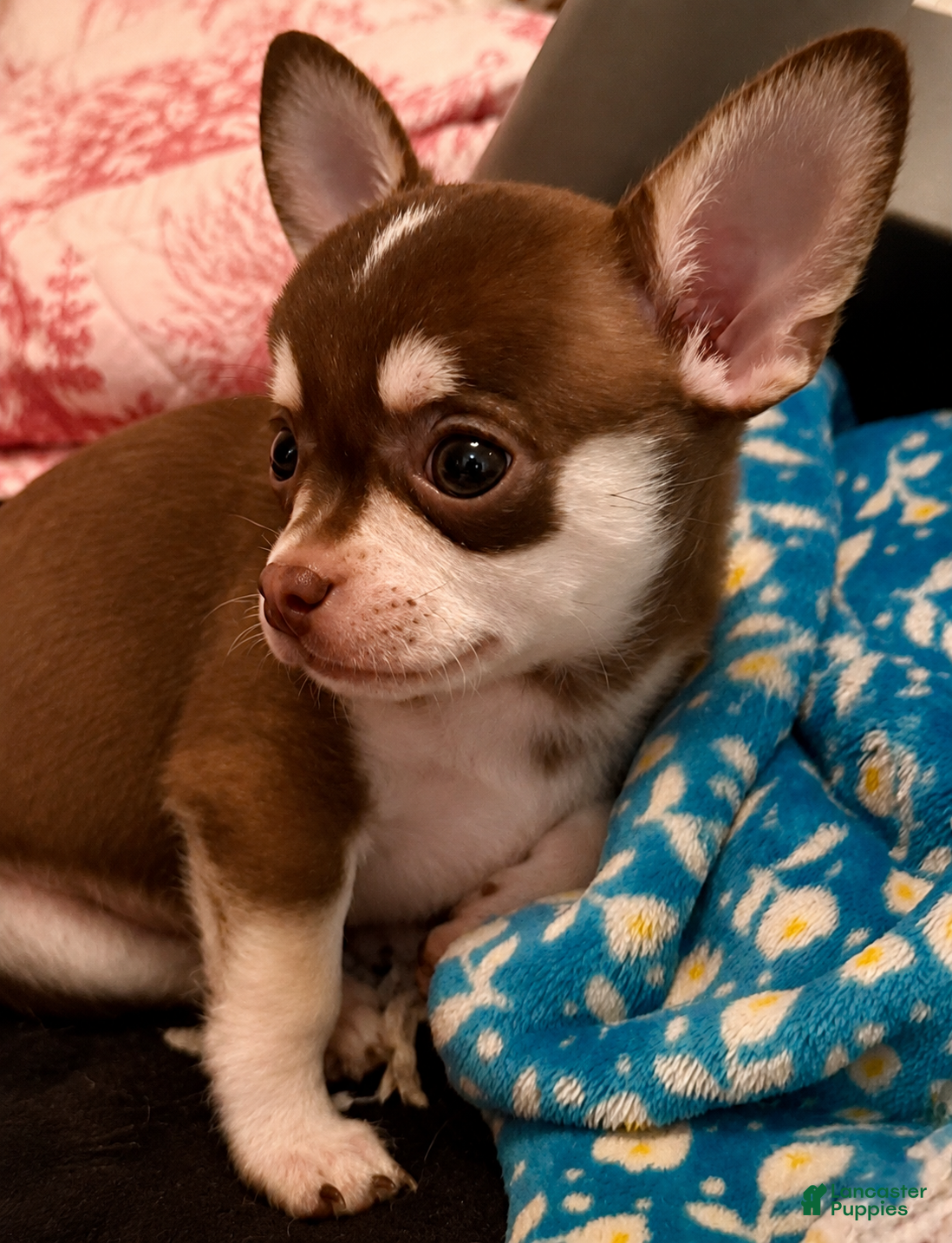 Chihuahua dogs Fritzle - Ad 1