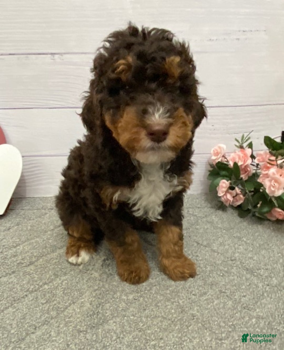 Mini Bernedoodle dogs for sale: Henry- genetic clear - Ad 3