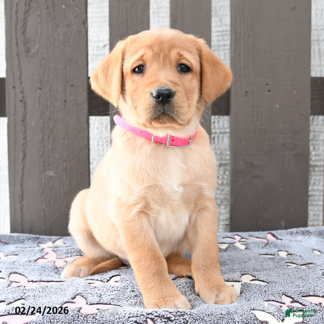 Labrador Retriever dogs for sale: Sydney - Ad 3