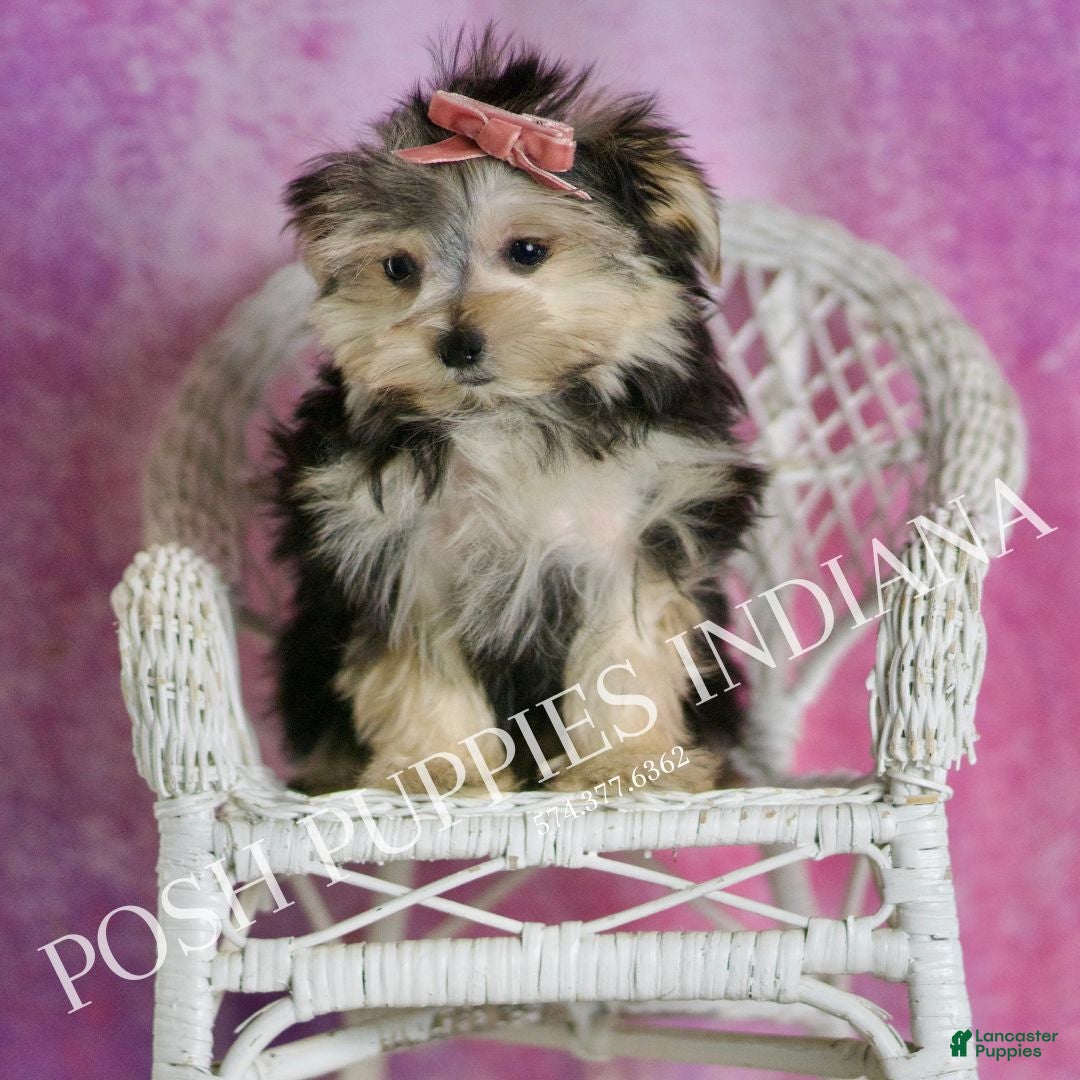 Morkie dogs for sale: Sanoma  - Ad 7