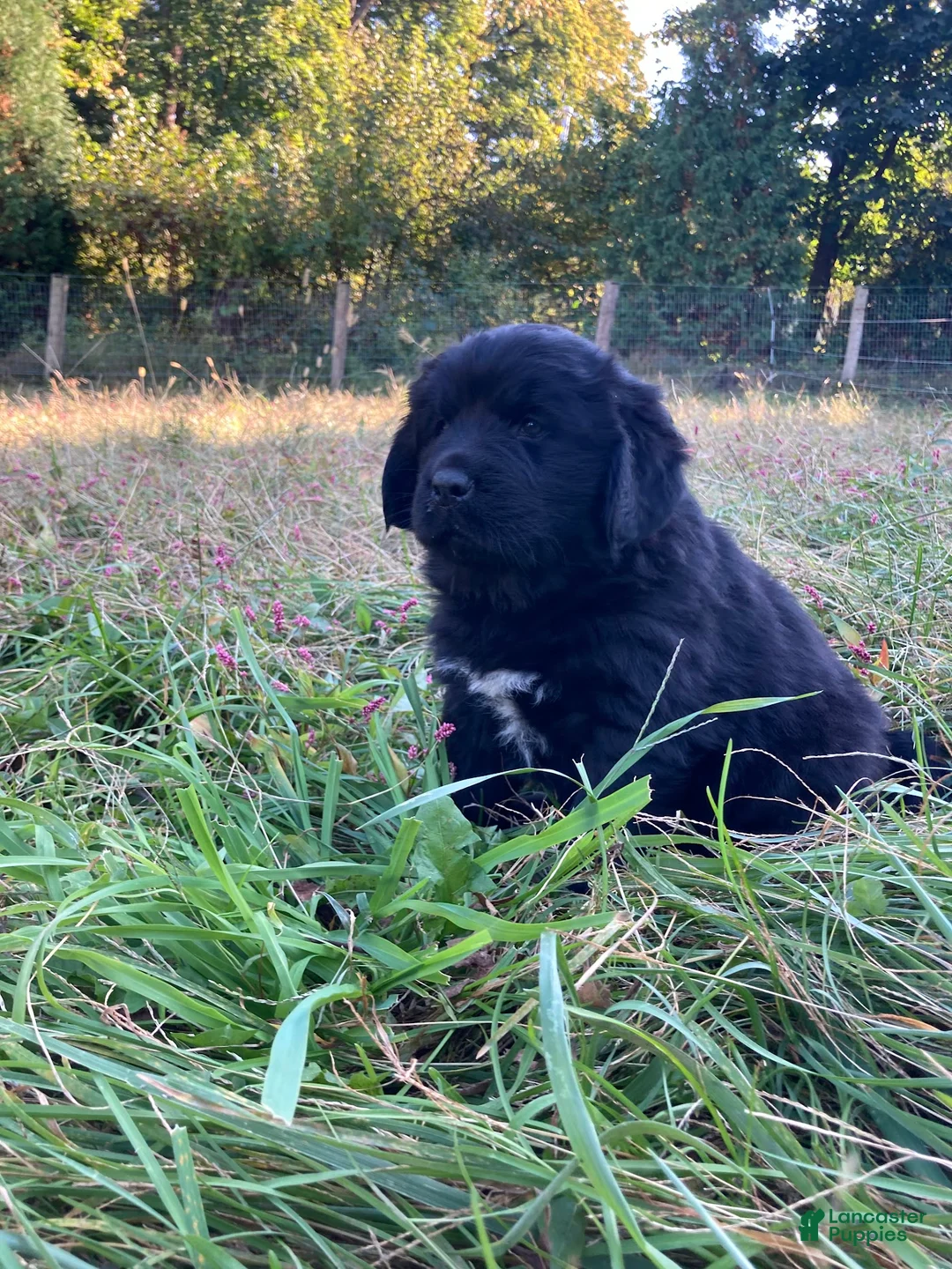 Newfoundland dogs for sale: Abby - Ad 1