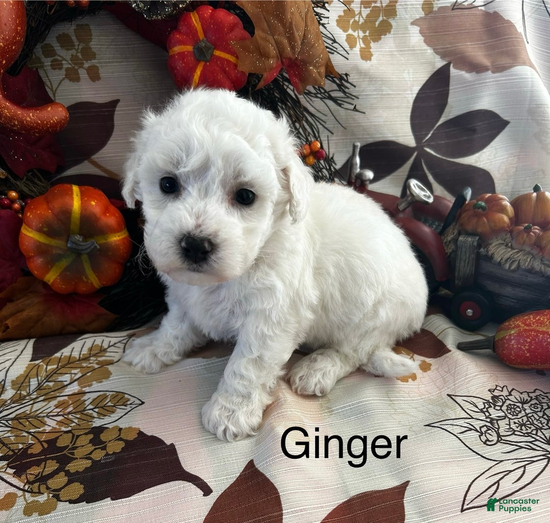 Bichon Frise dogs for sale: Bichon Frise Puppy 1 - Ad 1