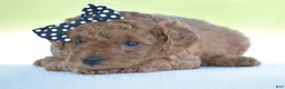 Miniature Poodle dogs for sale: Rosette - Ad 12