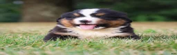 Bernese Mountain Dog dogs for sale: Summit - Ad 4