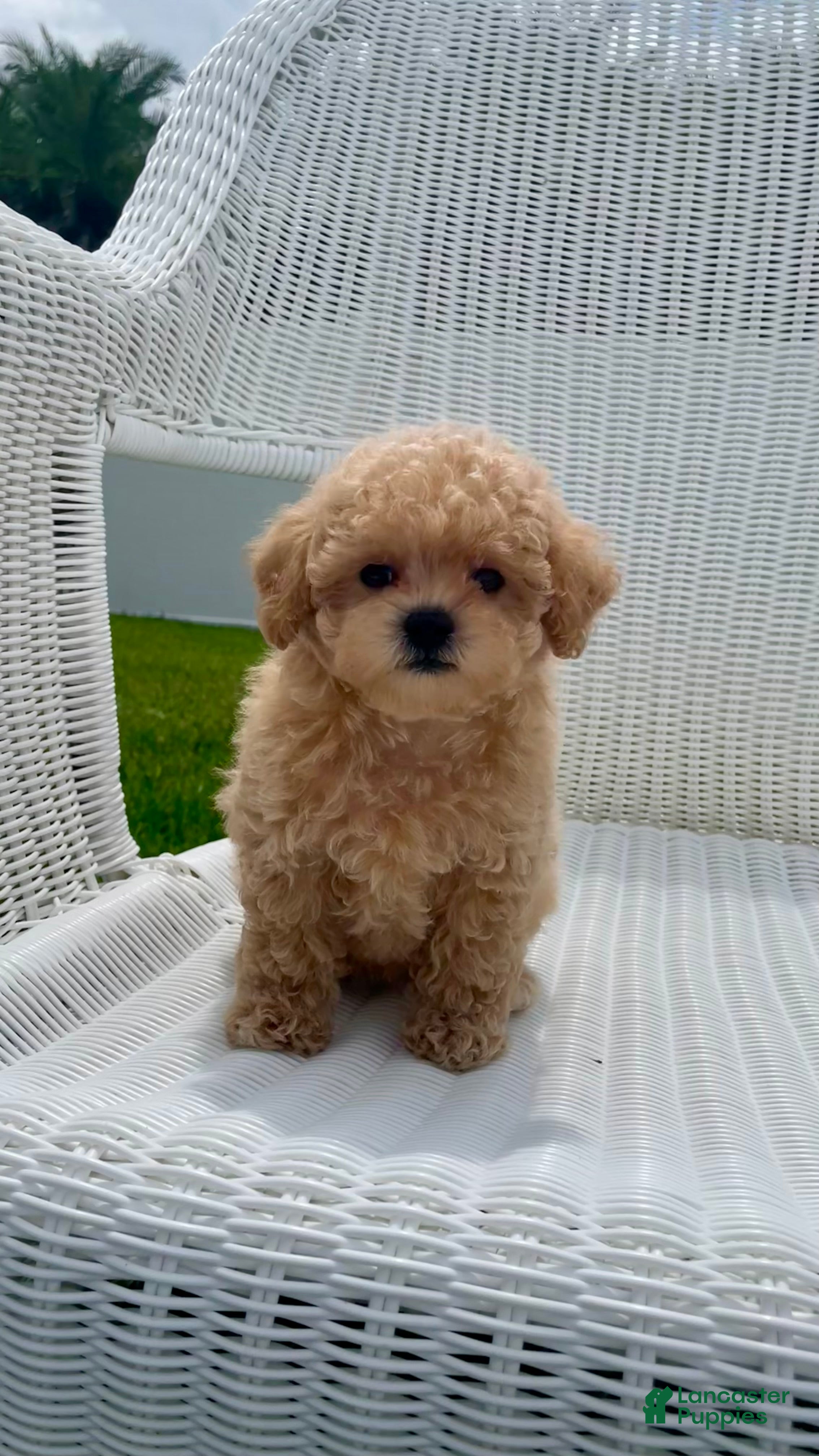 Maltipoo dogs Reba - Ad 1