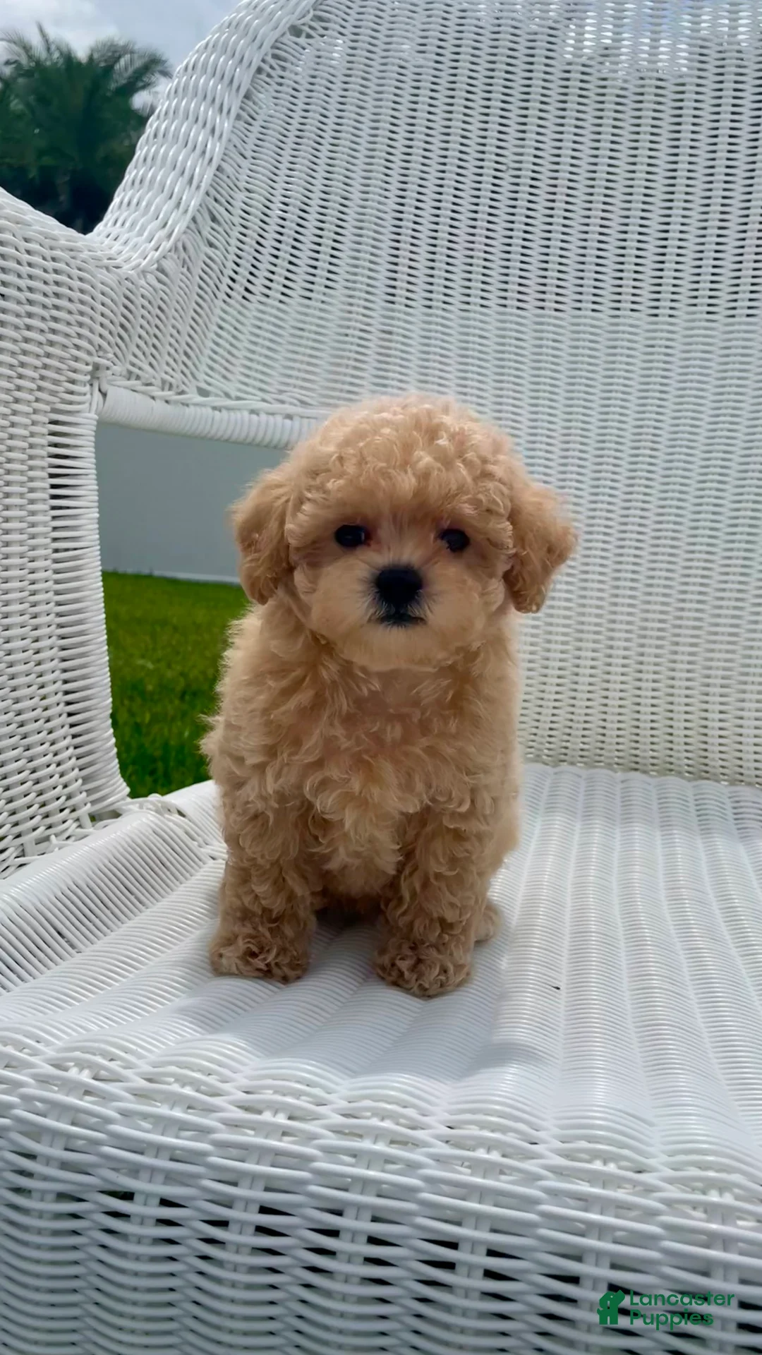 Maltipoo dogs for sale: Reba - Ad 1