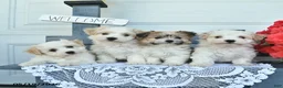 Havanese dogs for sale: Copper  - Ad 5