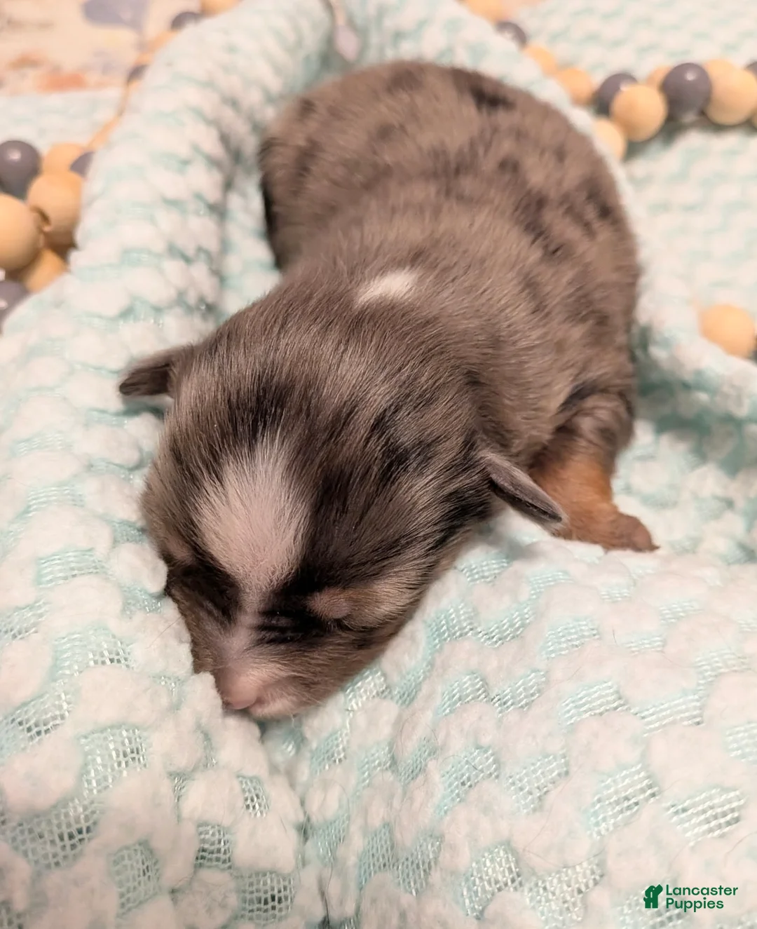 Toy Australian Shepherd dogs for sale: Toy Australian Shepherd 1 - Ad 2