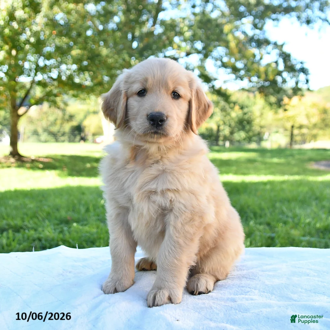 Golden Retriever dogs for sale: Apollo - Ad 2