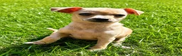 Chihuahua dogs for sale: Chihuahua male  - Ad 3