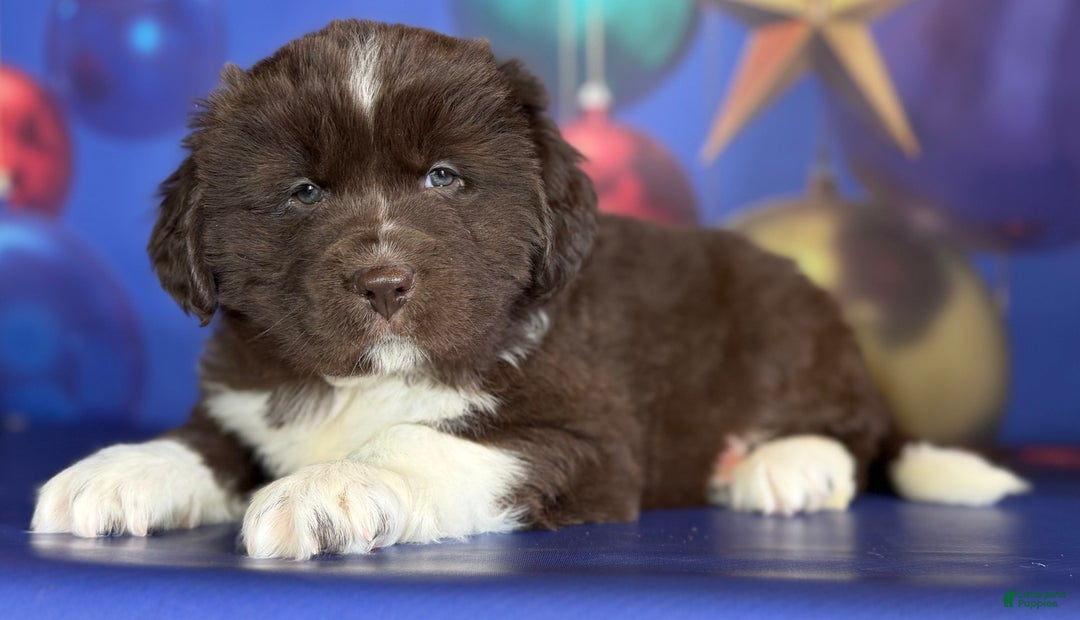 Mixed Breed dogs for sale: Stevie OFA DNA  - Ad 1