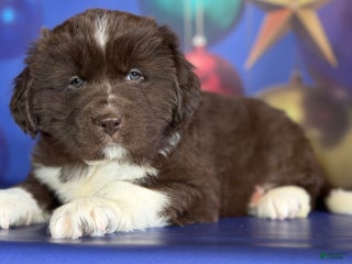 Mixed Breed dogs Stevie OFA DNA - Ad 37